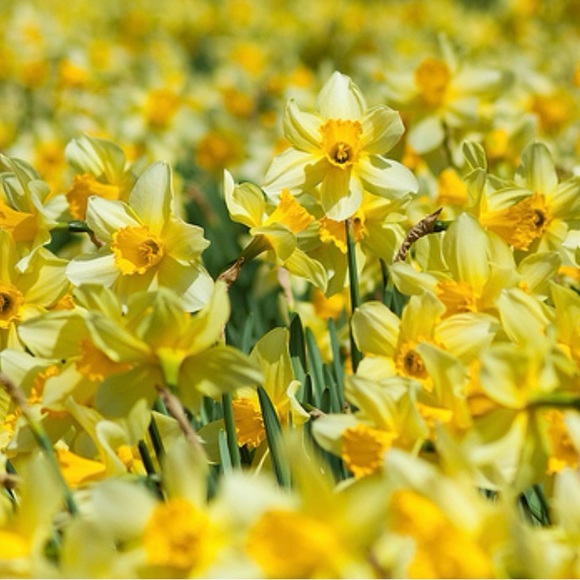 Meet your Posher, Leila - Picture 2 of 12